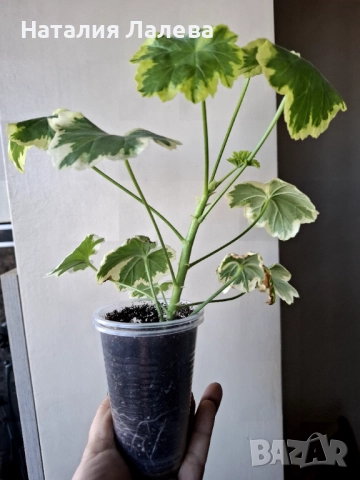 Пеларгониум, Pelargonium Mrs Pollock, снимка 3 - Стайни растения - 52971218