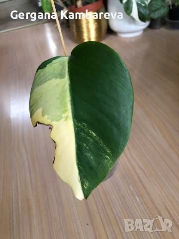 Monstera Aurea Tricolor (Marmorata), снимка 5 - Стайни растения - 52884194