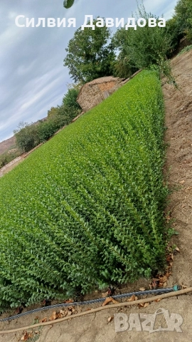 0.70лв. Лигуструм , снимка 6 - Други - 51886291