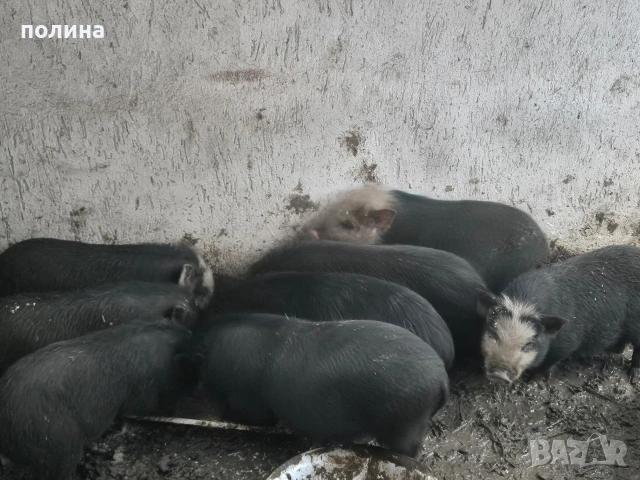 Виетнамски прасенца на 4 и 5 месеца