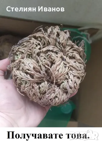 Йерихонска роза, rose of Jericho, селагинела (Selaginella lepidophylla), снимка 5 - Стайни растения - 47954360