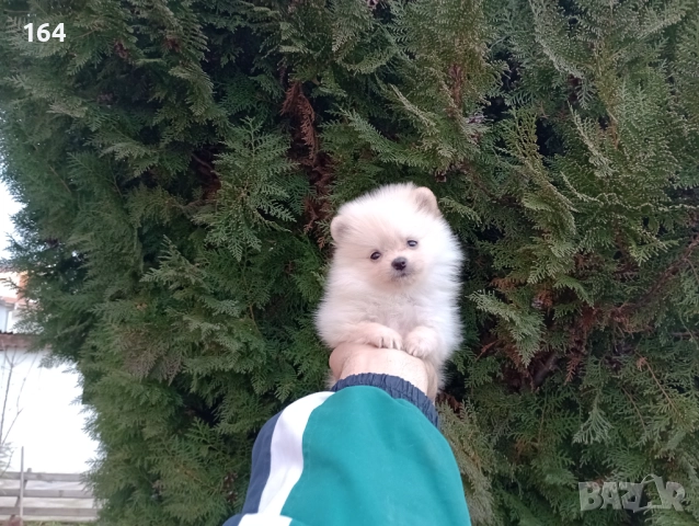 Женски Померани. Реални снимки от 22.12.25, снимка 5 - Померан - 52847976