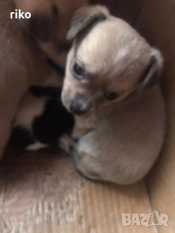 Продавам малки пинчерчета , снимка 4 - Пинчер - 52849271