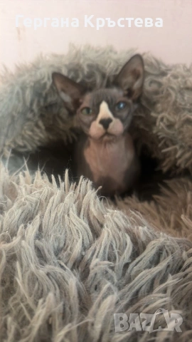 Канадски Сфинкс , снимка 3 - Сфинксове - 52597578