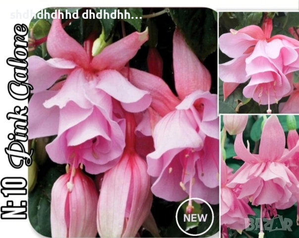 Фуксия студоустойчива градинска и Каскадна едроцветна фуксия , снимка 2 - Градински цветя и растения - 54231805