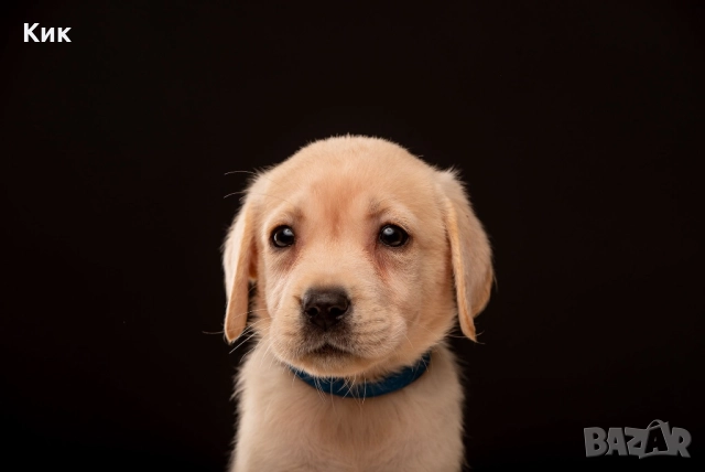 Чистокръвен Лабрадор Ретривър , снимка 6 - Лабрадор ретривър - 52497731