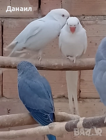 Малък Александър 