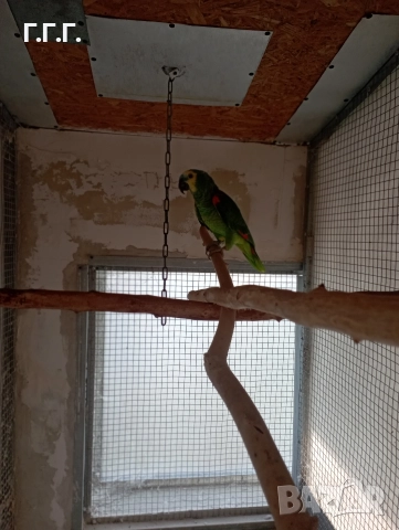 Женска синьочела амазона , снимка 5 - Папагали - 52650408