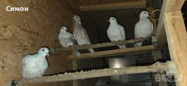Гугутки скумрийки, снимка 11 - Гълъби - 52967544