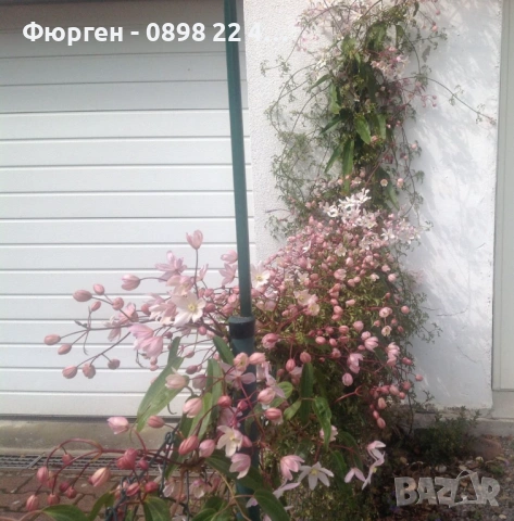 Клематис - Вечнозелен Цвят - Бял И розов, снимка 10 - Разсади - 53489678