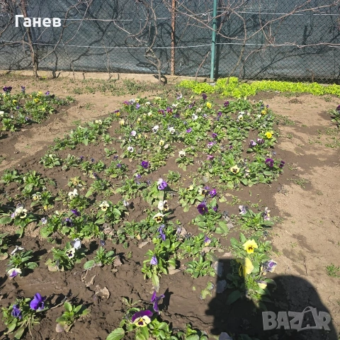 Теменужки градински, снимка 4 - Градински цветя и растения - 53774771