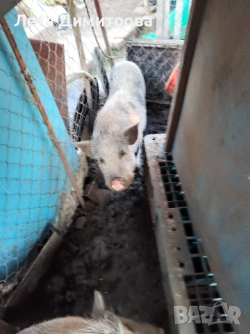 нерез и женска - виетнамски за 600лв цената е за двете прасета общо са към 180кг, снимка 2 - Прасета - 52858068