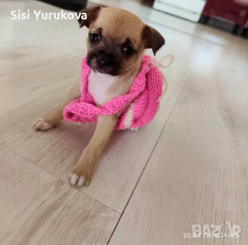 Чихуахуа на 45 дена момиче 