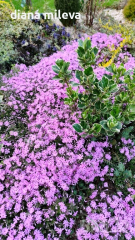 Флокс,  Phlox sub. Zwergenteppich, почвопокривен, многогодишен, студоустойчив