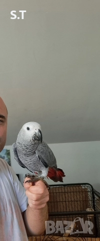 Папагал кралско жако, снимка 8 - Папагали - 52735318