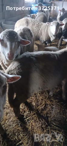 Продавам 26 бр. Овце, снимка 3 - Овце - 52891766