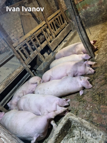 Прасета малки и големи, снимка 2 - Прасета - 52528618