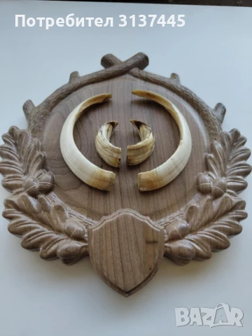 Поставка за ловен трофей глиги от диво прасе с дърворезба, снимка 2 - Декорация за дома - 50920674