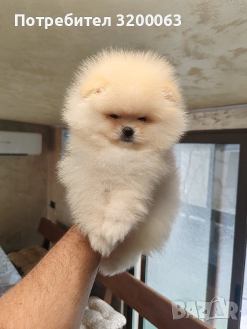 Померан мини мъжко , снимка 2 - Померан - 54262421
