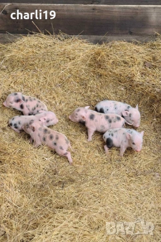 Мини виетнамски прасенца , снимка 2 - Прасета - 53968182