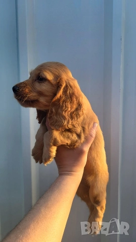 Продавам кокер шпаньоли