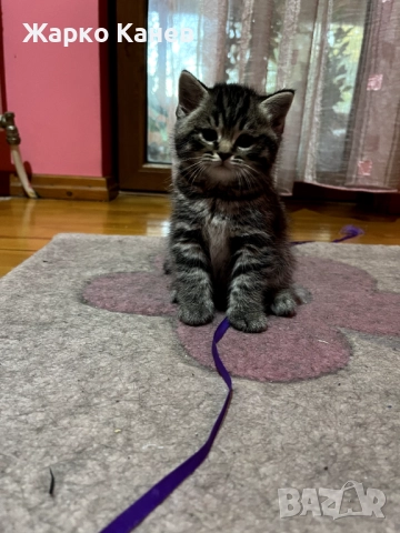 Страхотни пет британчета, снимка 3 - Британска късокосместа - 52505141