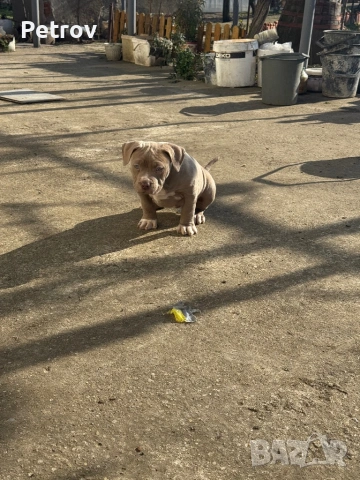 Американски булета 