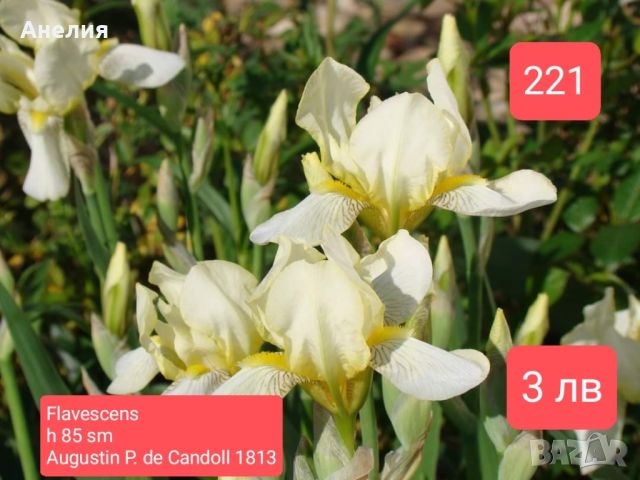 19 евтини ириси за градината , снимка 3 - Градински цветя и растения - 45681472