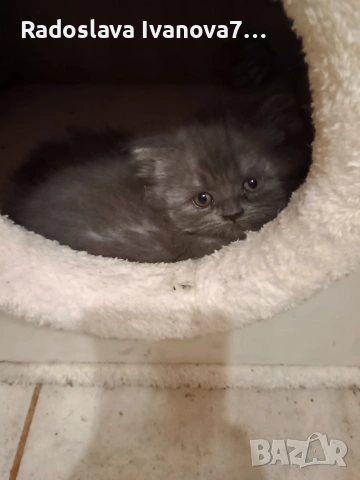 Персийски котенца , снимка 2 - Персийска - 53660827
