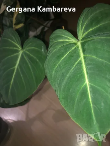 Philodendron Gloriosum , снимка 1 - Стайни растения - 46899461