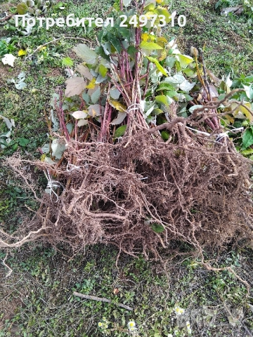 Продавам разсад малини , снимка 2 - Разсади - 52380247