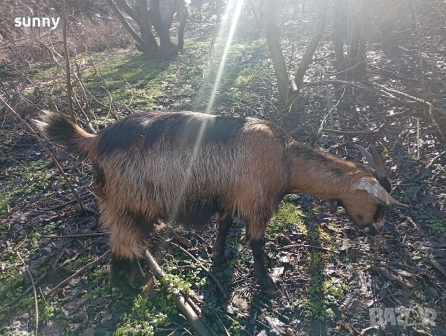 Кози за продан, снимка 2 - Кози - 53590334