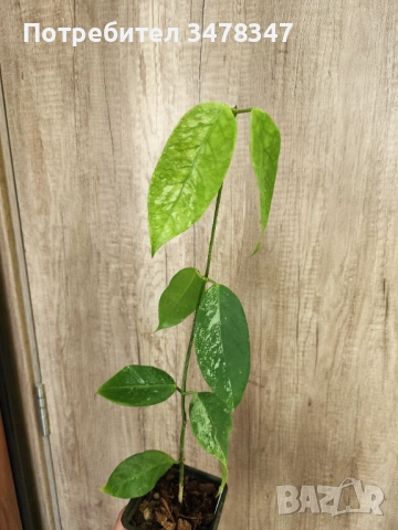 Хоя Coriacea splash, снимка 3 - Стайни растения - 51865942