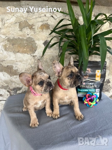 Френски булдочета мерлета(флъфи ген)