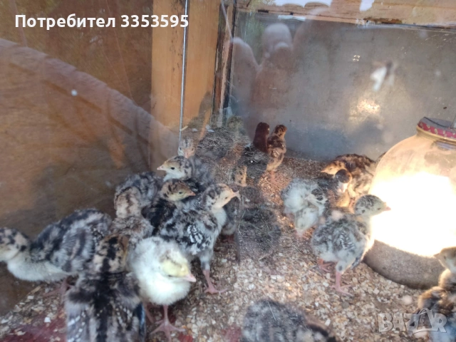 пуйчета и зайци, снимка 2 - Други - 54219142