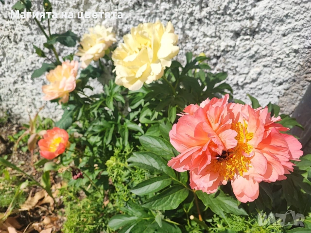 Божур Коралов залез с променящи се цветове, снимка 8 - Градински цветя и растения - 54137685