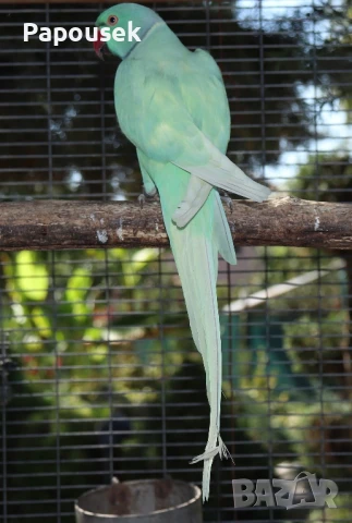 Малки Александри , снимка 4 - Папагали - 50581373