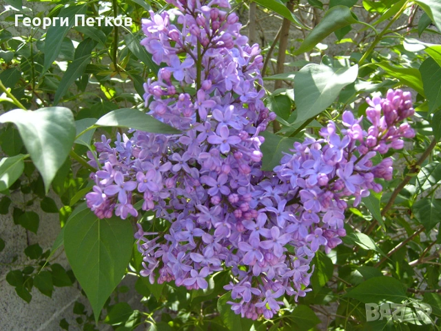 Люляк , снимка 3 - Градински цветя и растения - 54149717