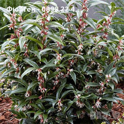 Саркокока ('Пурпурно стъбло') Sarcococca'Purple Stem' Вечнозелен и Силно Ароматен, снимка 4 - Разсади - 46653545