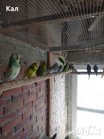 Вълнисти папагали, снимка 6 - Папагали - 53846560