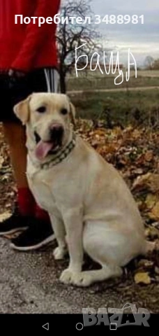 Лабрадор ретривър , снимка 3 - Лабрадор ретривър - 53767078