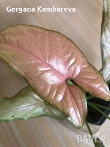 Syngonium Pink Schott , снимка 2 - Стайни растения - 45747336