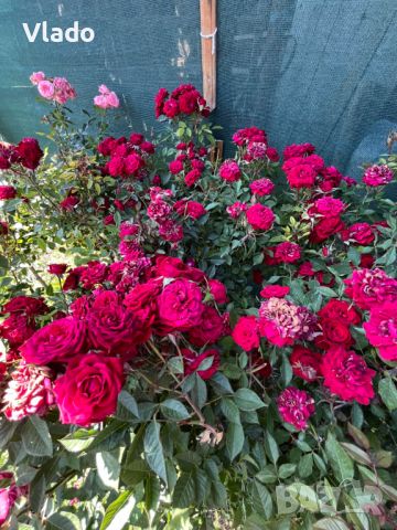 Щамбова роза - роза дръвче, снимка 3 - Градински цветя и растения - 45825575