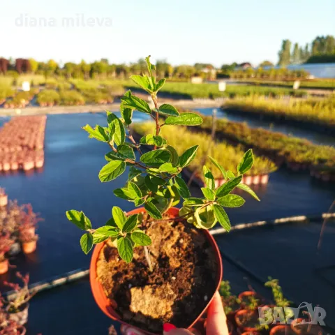 Калифорнийски люляк Хенри Дефозе,  Ceanothus 'Henry Defosee', снимка 14 - Градински цветя и растения - 46888623