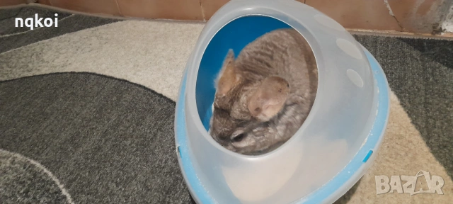 Чинчили с пълно оборудване, снимка 3 - Чинчили - 54222921