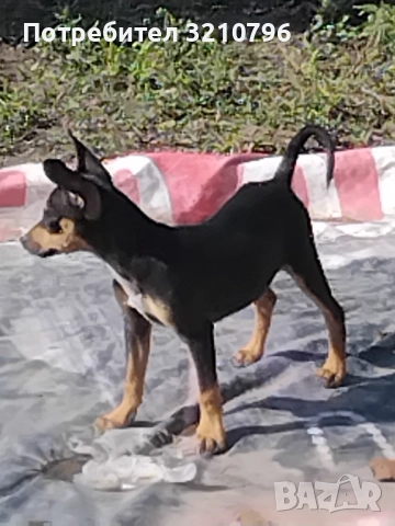 Продавам малки сърнисти пинчери 