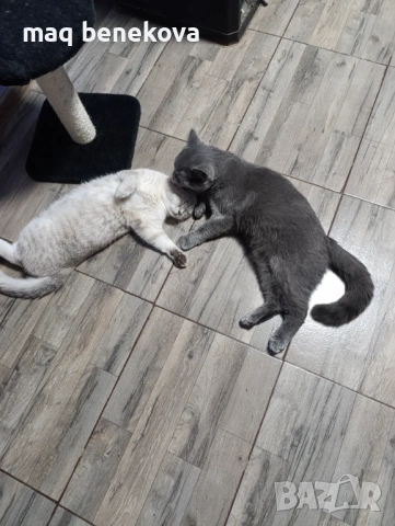 Продавам прекрасно правоухо шотландско момиченце!, снимка 12 - Британска късокосместа - 54075466