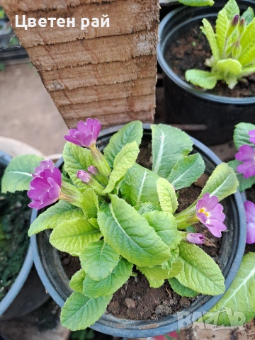 Иглика в саксия, зимоустойчиво и многогодишно растение , снимка 11 - Градински цветя и растения - 53759487