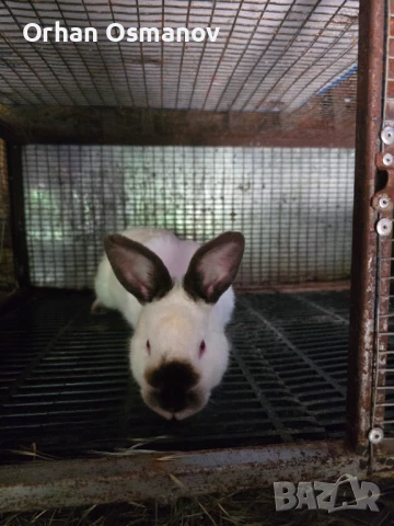 Калифорнийски зайци , снимка 1