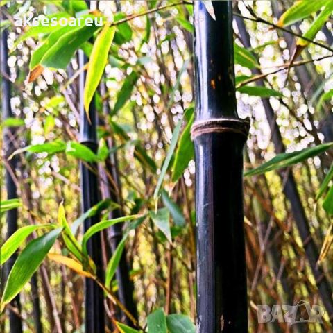 100 бр. бамбукови семена - Phyllostachys nigra - Издръжлив рядък вид вечнозелен черен бамбук, снимка 12 - Сортови семена и луковици - 46470712